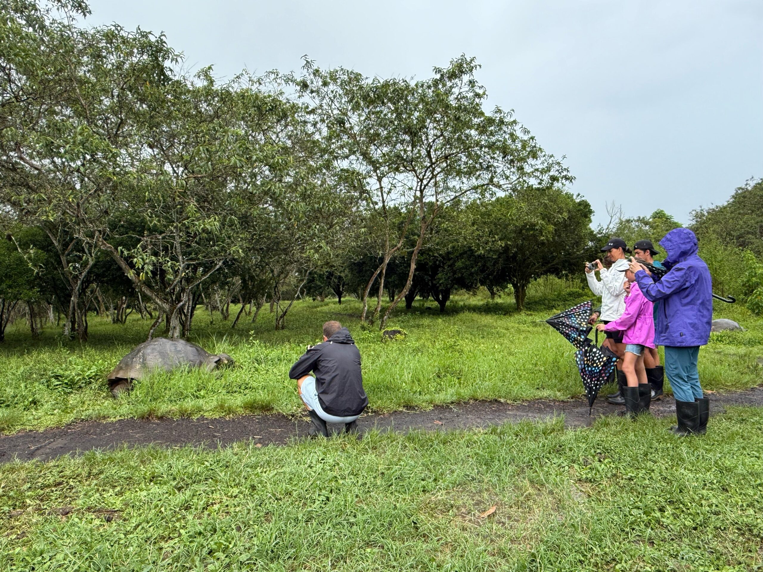 Galapagos schildpad Reizen in Ecuador met kinderen