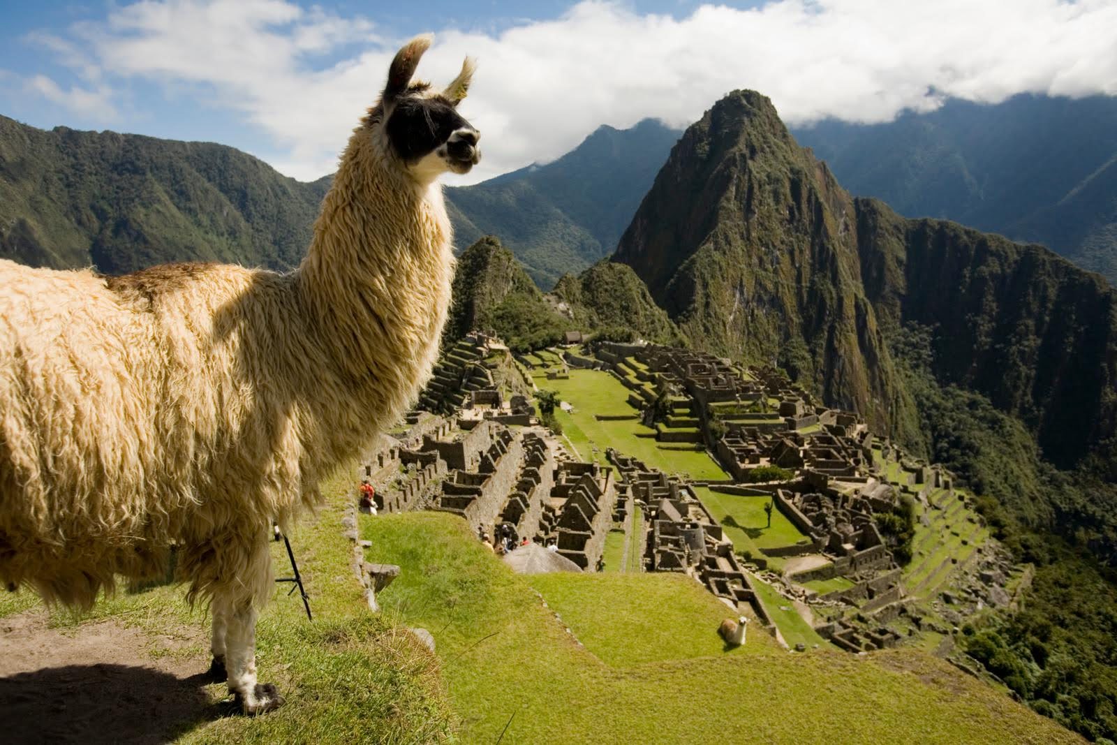 Llama Machu Pichhu Peru   Credits Gihan Tubbeh PROMPERÚ