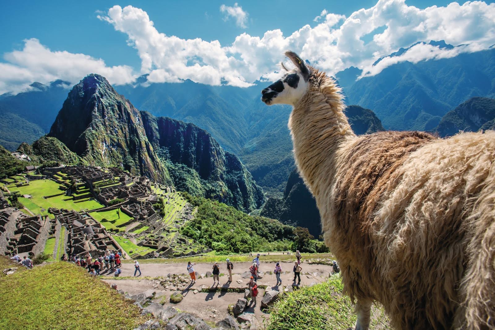 Llama en Machu Picchu Peru  Credits Gihan Tubbeh PROMPERÚ