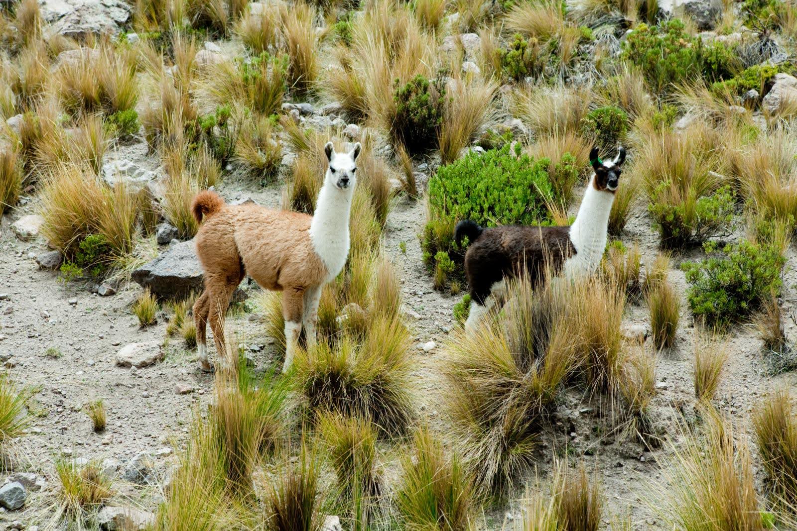 Llamas Colca Peru   Credits Gihan Tubbeh PROMPERÚ