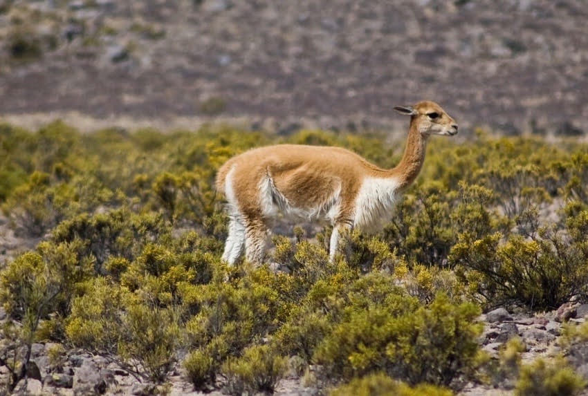 Peru Vicuña - Reizen met kinderen in Peru
