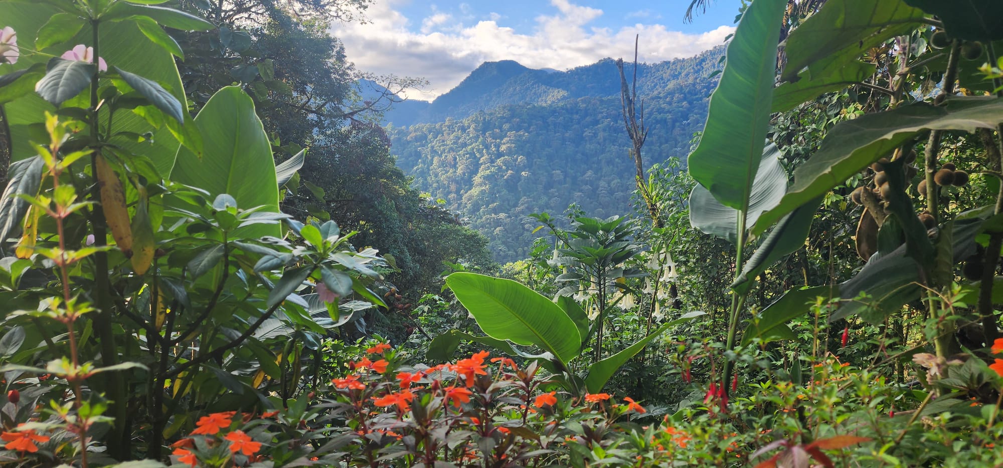 Bellavista amazone - Reizen met kinderen en Costa Rica impact reizen