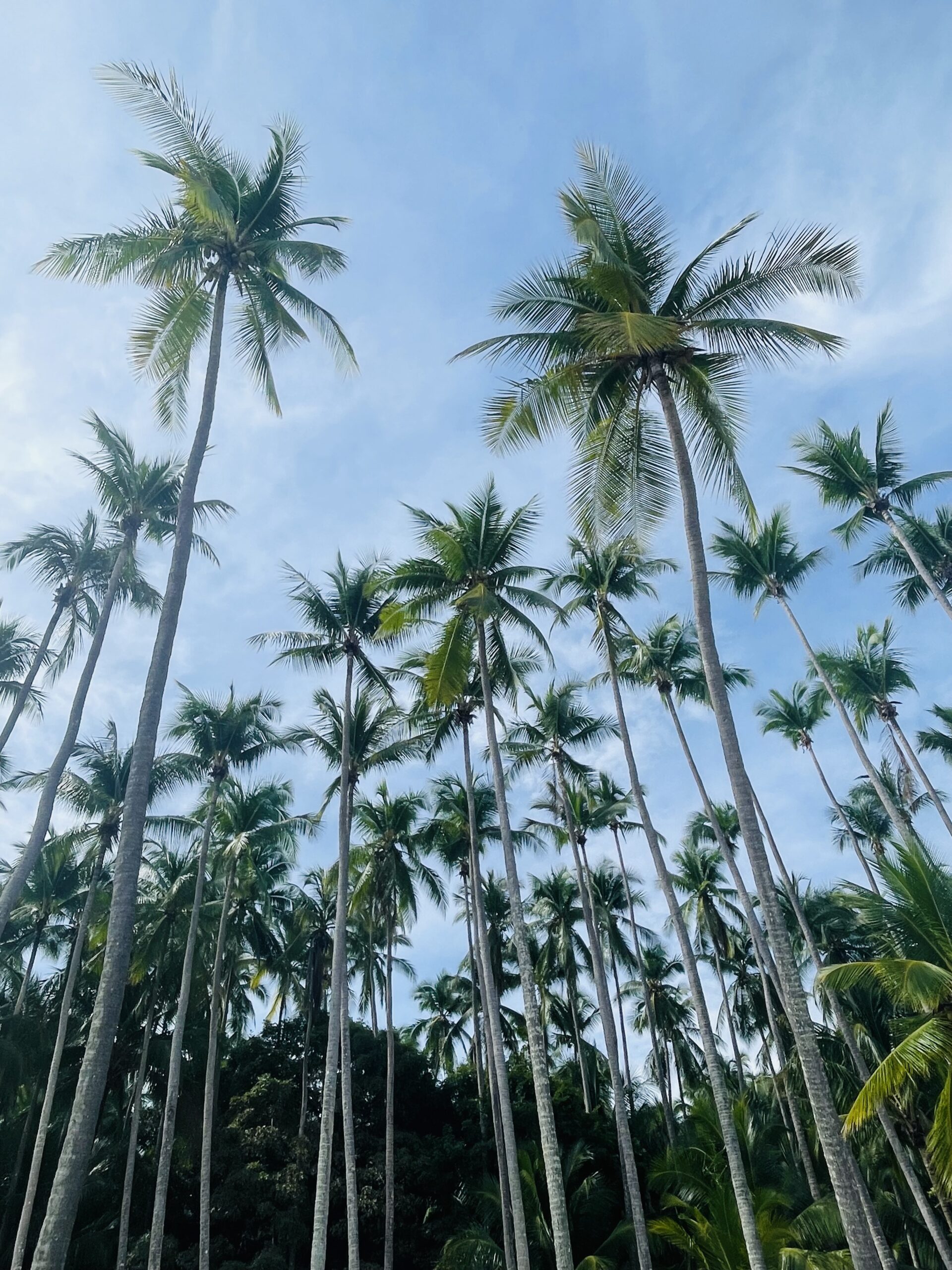 Palmbomen - Reizen met kinderen en Costa Rica impact reizen