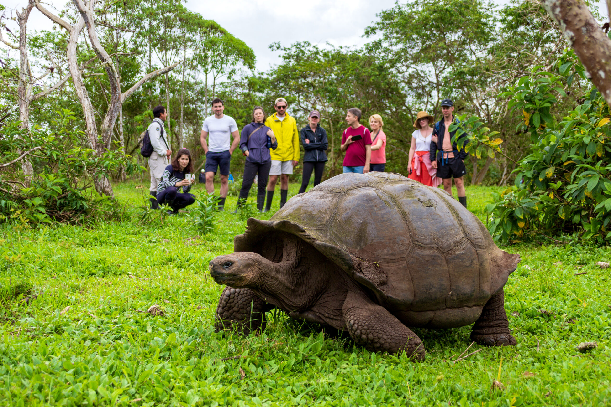 Galapagos schildpadden - Reizen met kinderen in Ecuador en Galapagos - Vrijwilligerswerk Galapagos