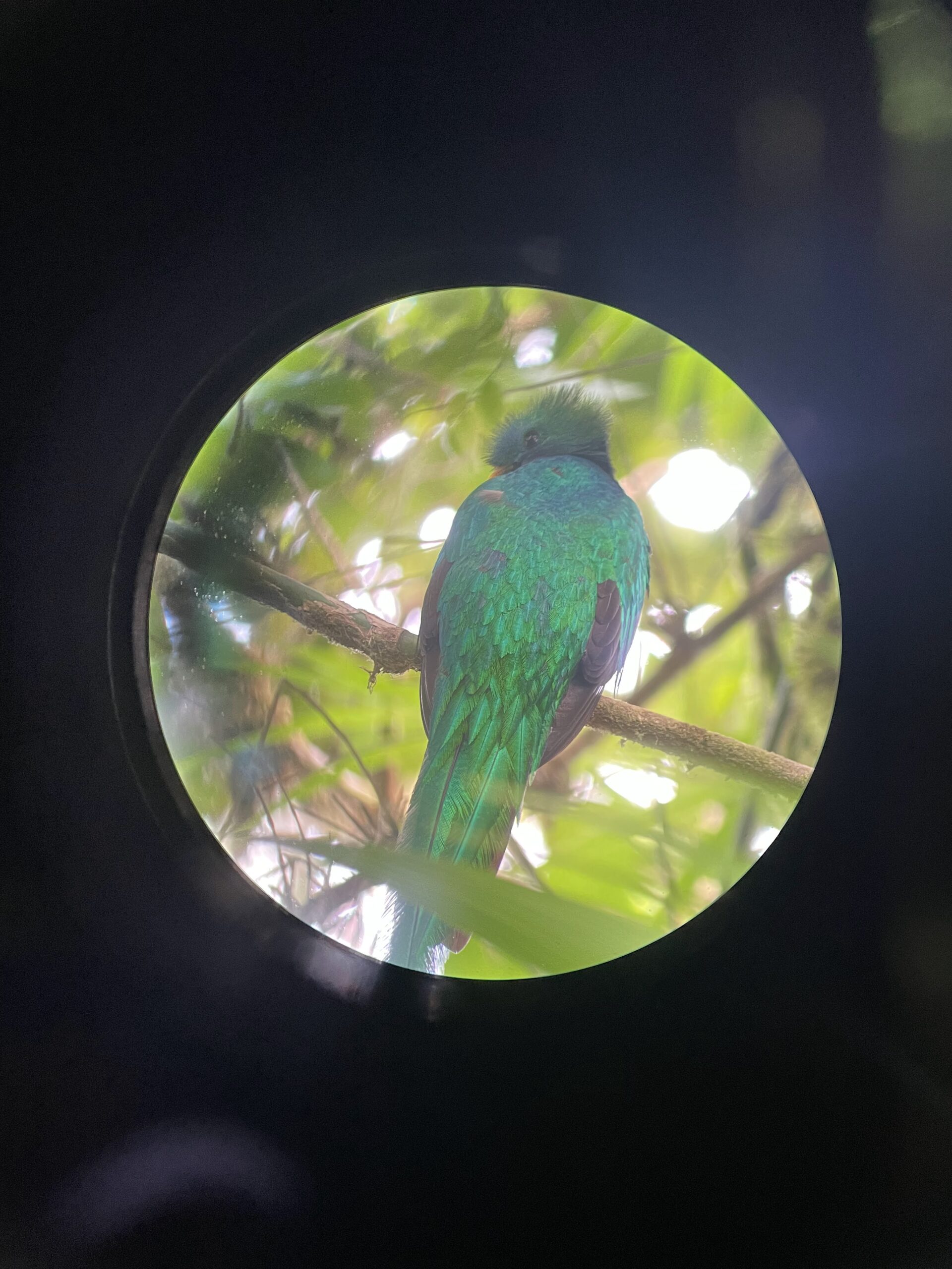 quetzal - Reizen met kinderen en impact in Costa Rica