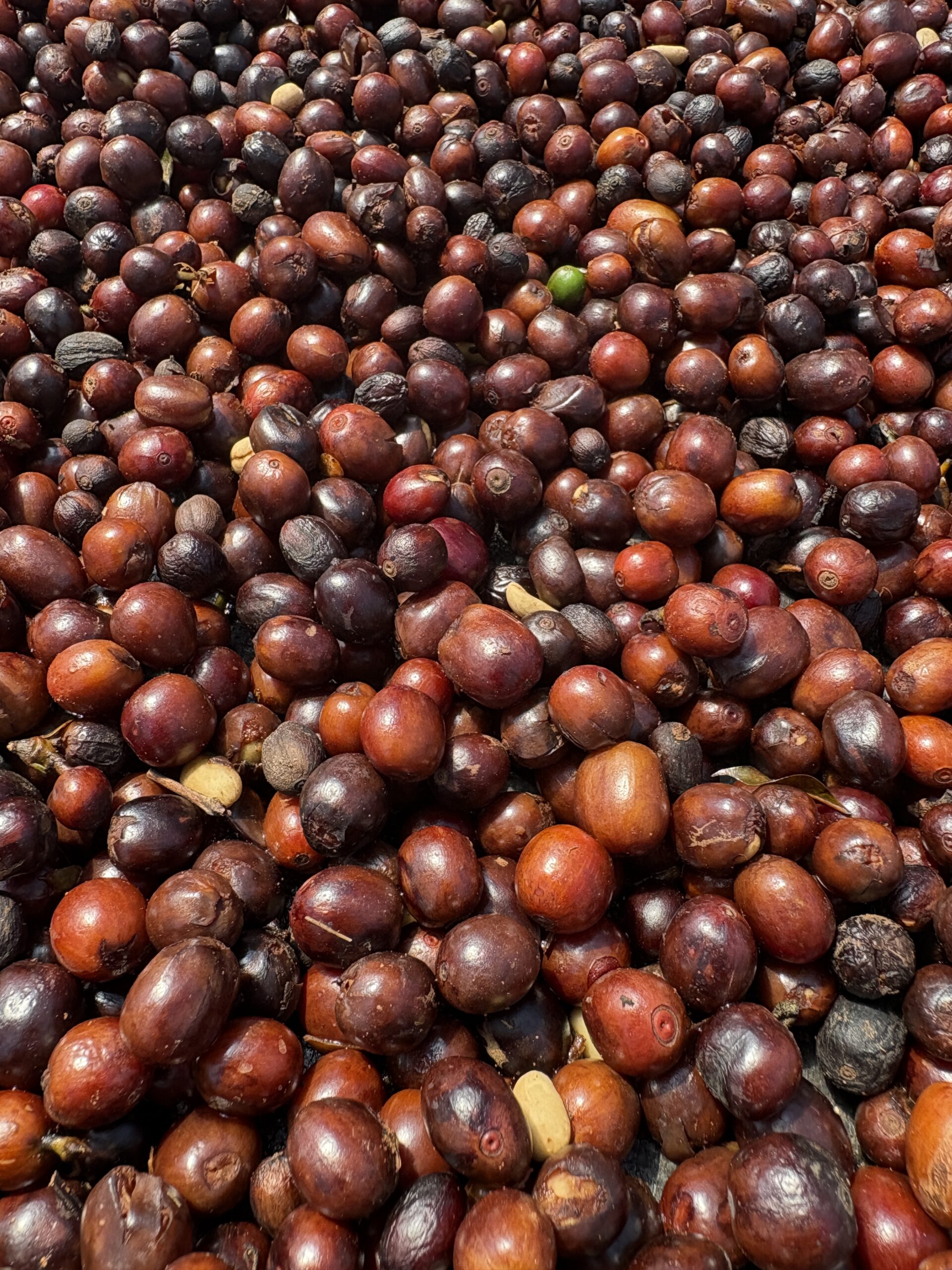 Koffie fabriek - Reizen in Costa Rica met kinderen en impact