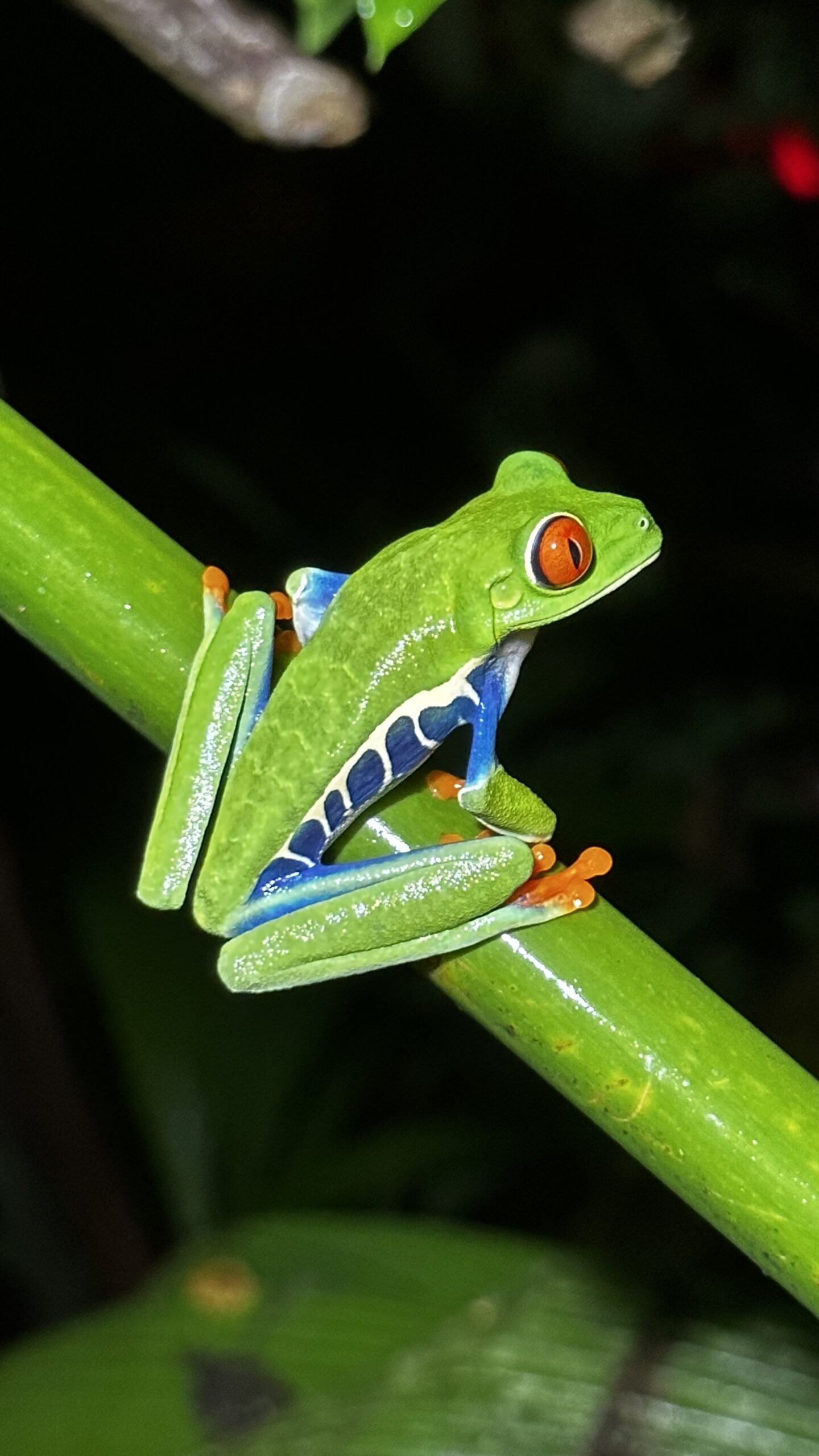 kikker - Reizen met kinderen en Costa Rica impact reizen