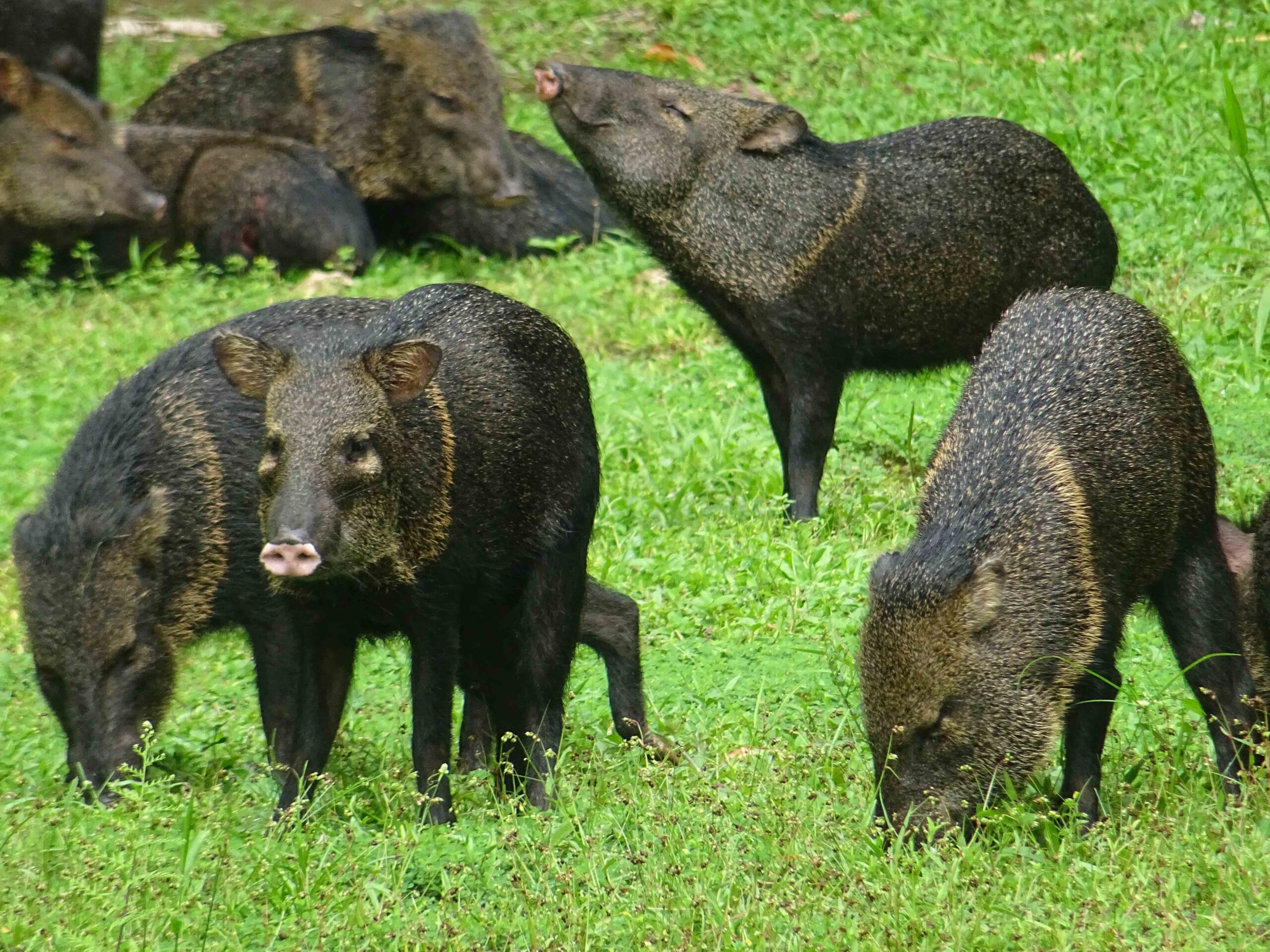 pekari - Reizen met kinderen en Costa Rica impact reizen