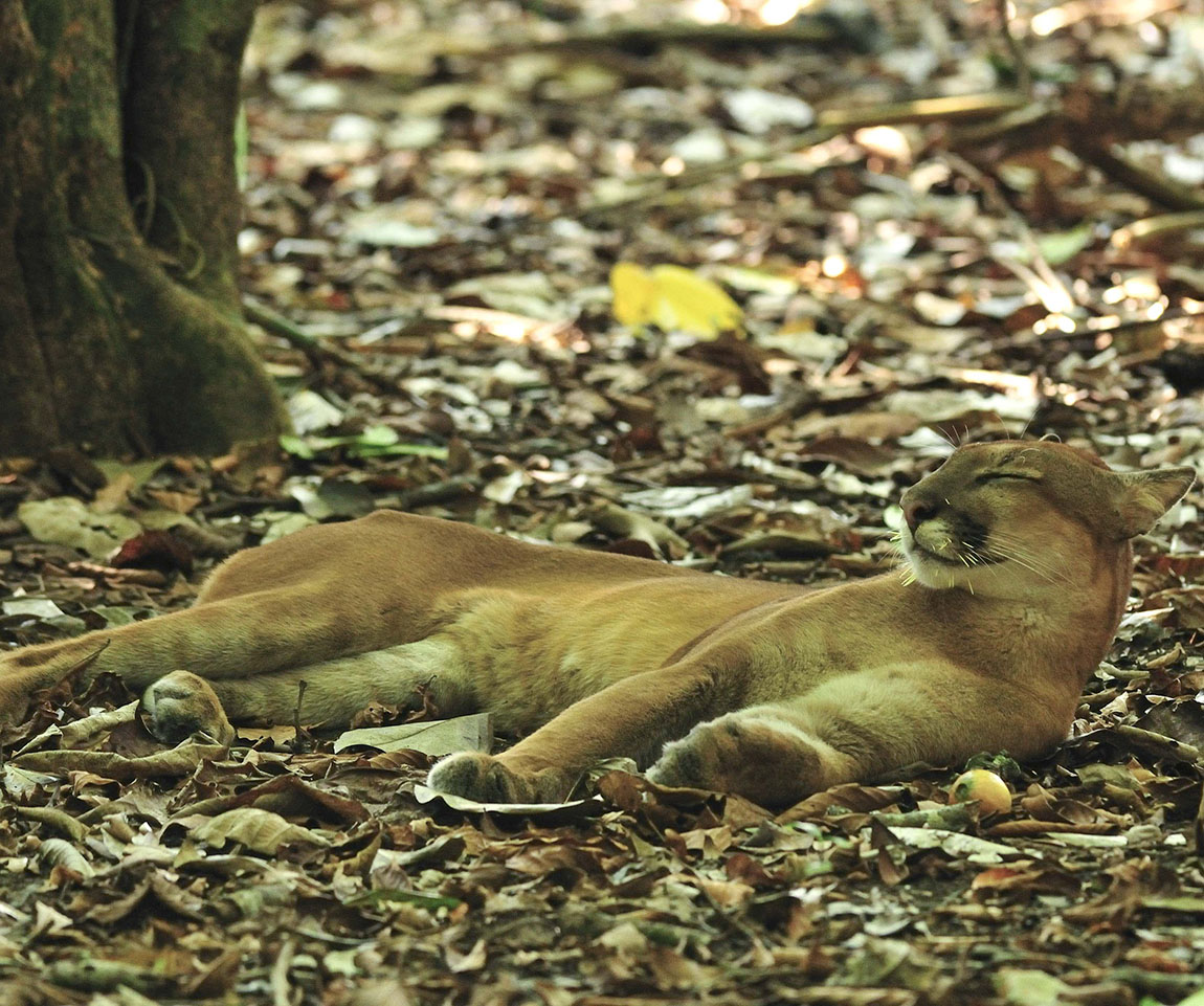panter - Reizen met kinderen en Costa Rica impact reizen