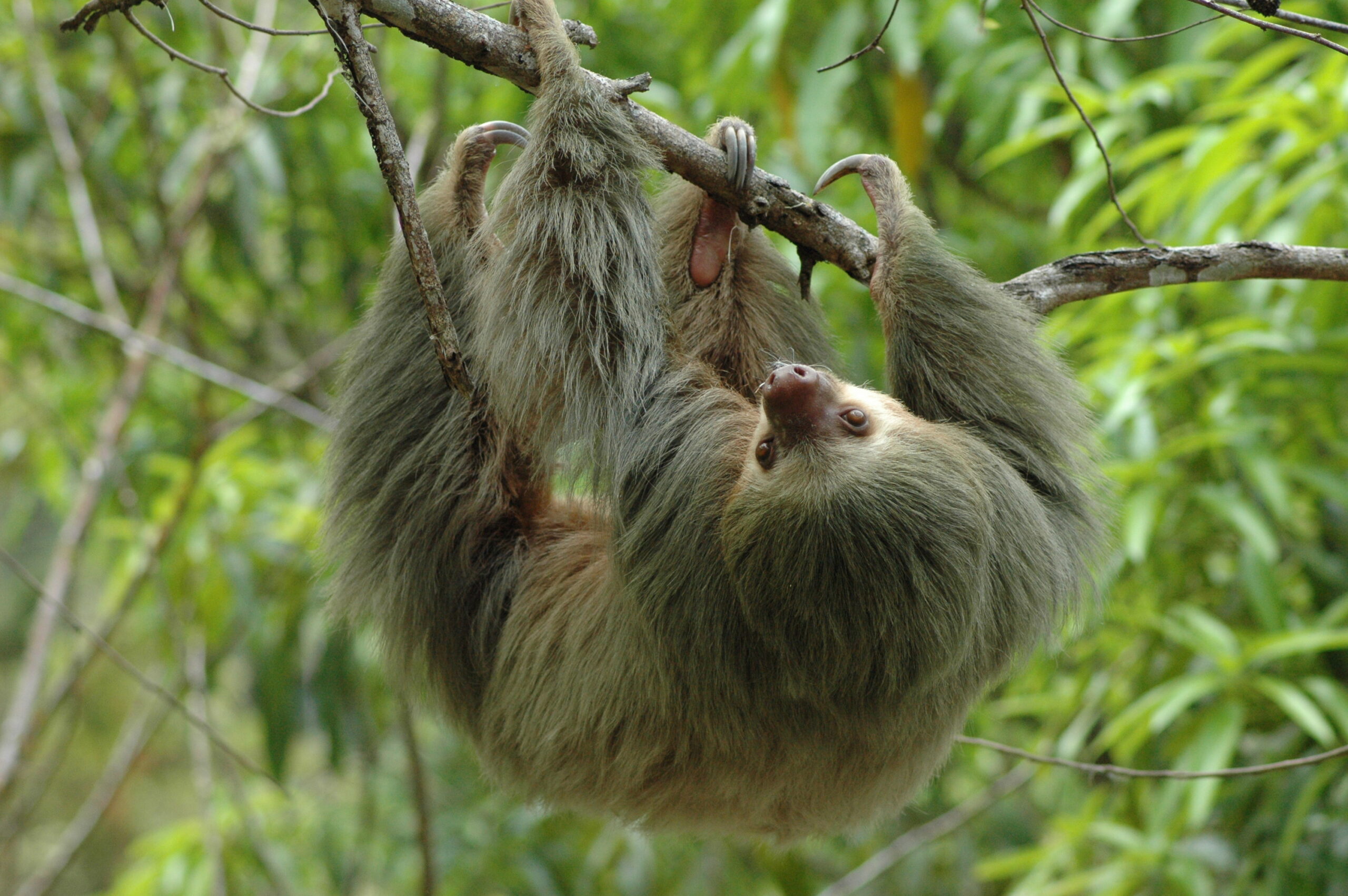 luiaard - Reizen met kinderen en Costa Rica impact reizen