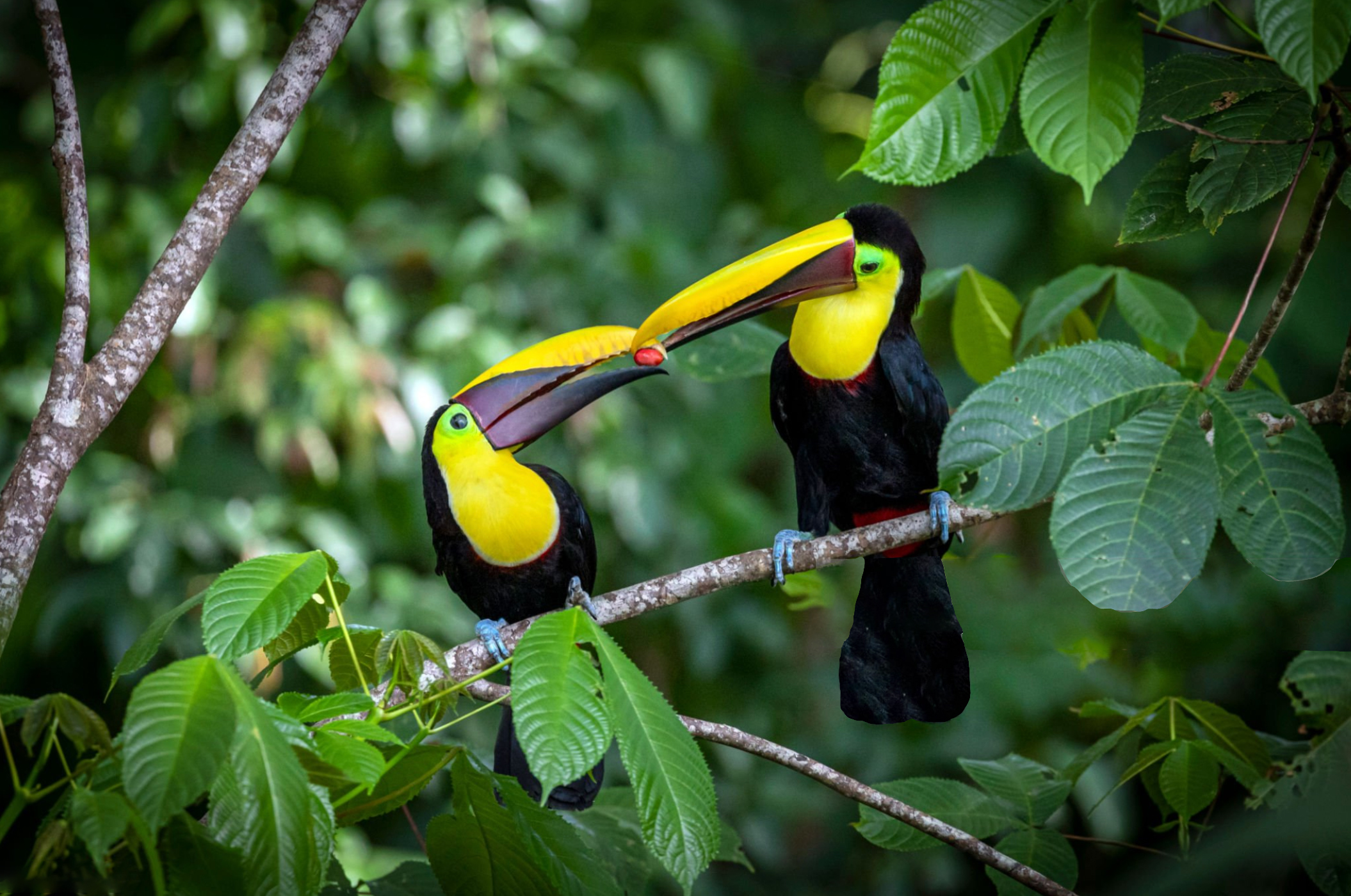 toekan - Reizen met kinderen en Costa Rica impact reizen