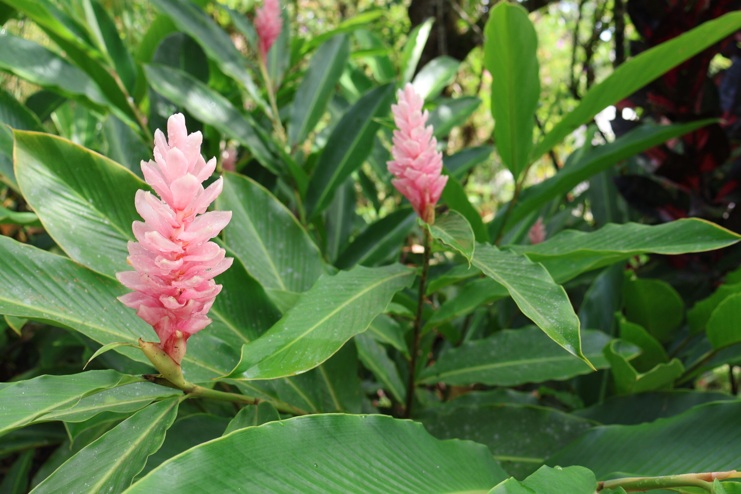 Bloemen flora - Reizen met kinderen en Costa Rica impact reizen