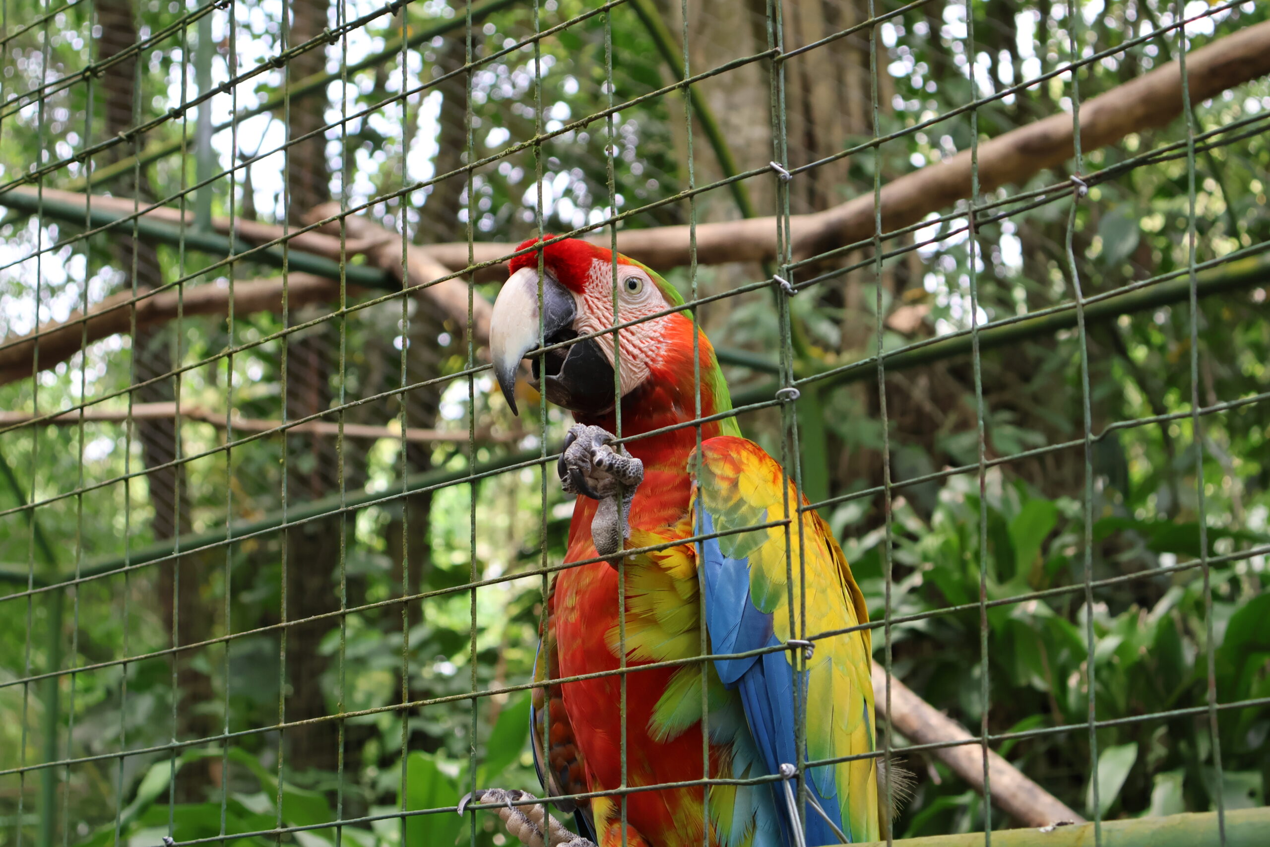 Papegaai - Reizen met kinderen en Costa Rica impact reizen