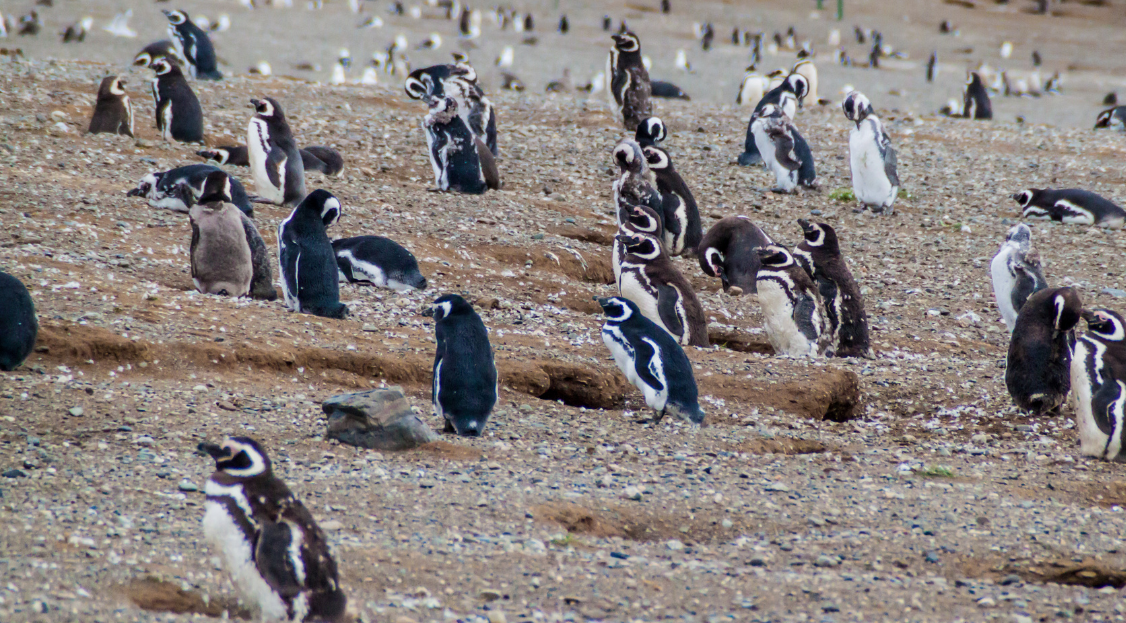 Magelhaenpinguïns bij Punta Tombo Stait of Magellan – Reizen met kinderen in Argentinië