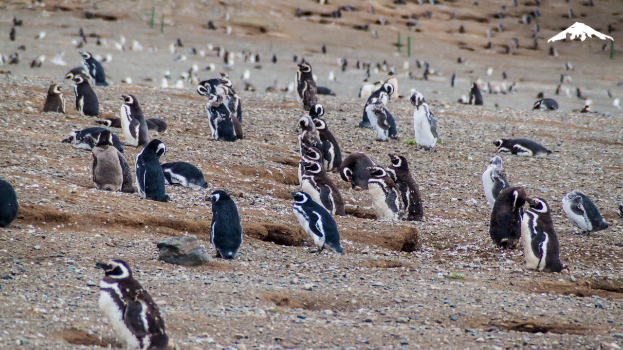 Magelhaenpinguïns bij Punta Tombo Stait of Magellan – Reizen met kinderen in Argentinië